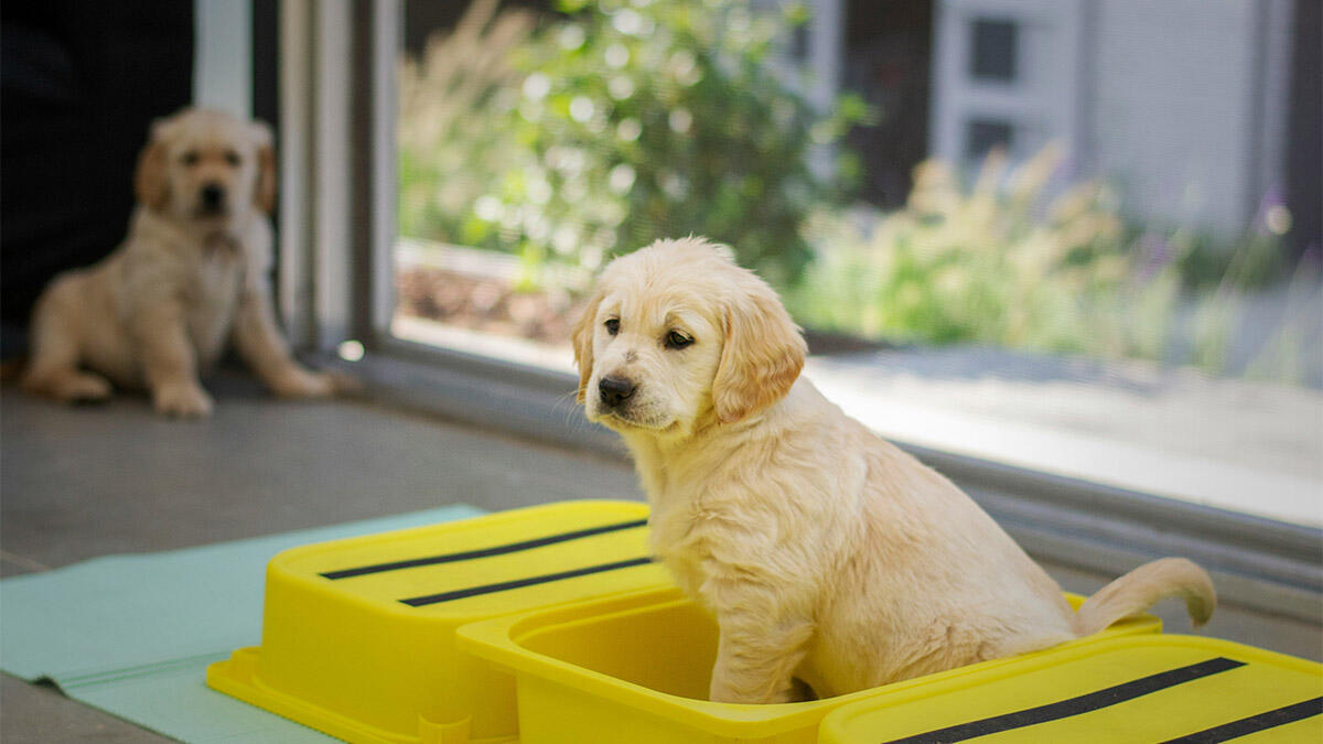 Köpeklere Tuvalet Eğitimi Nasıl Verilir?