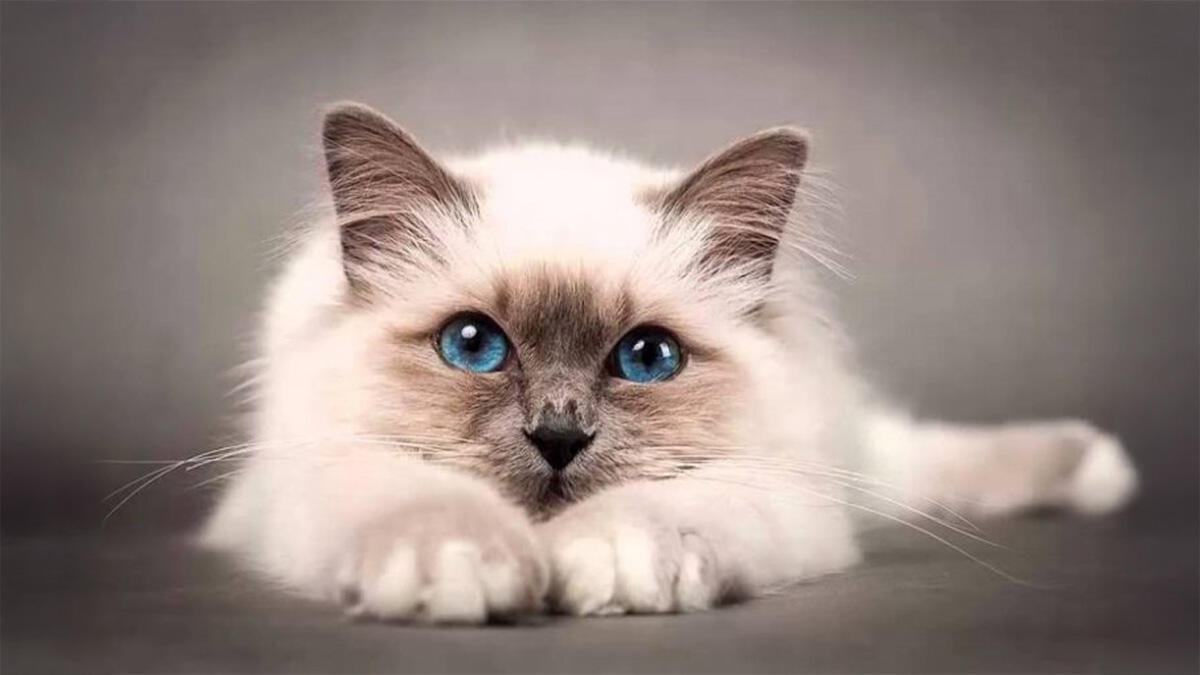 Mavi Gözlü Kedi Irkları