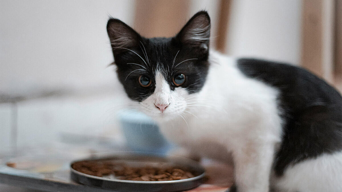 Normal Kedi Mamasıyla Kısır Kedi Maması Arasındaki Farklar