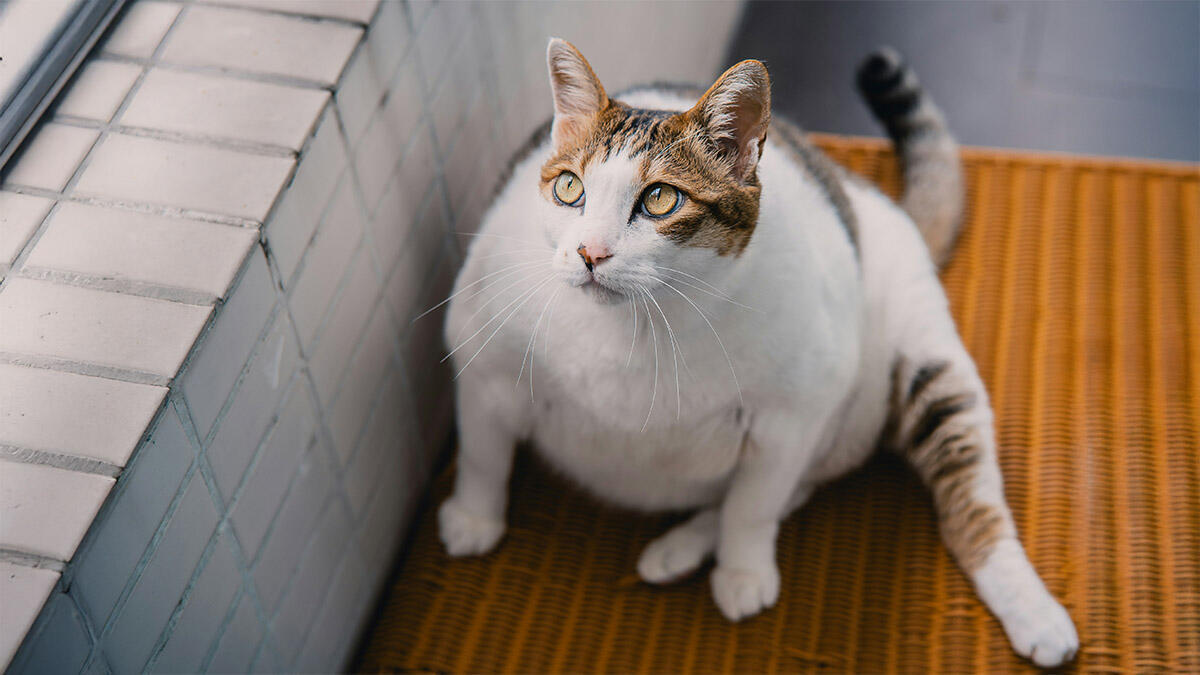 Obez Kedi: Kedi Obezite Belirtisi ve Kilo Kontrolü Rehberi