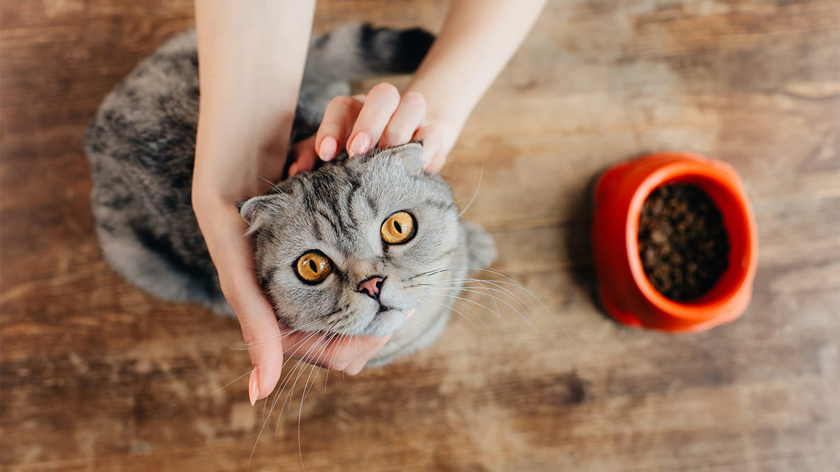 Scottish Fold Kedi Maması Seçimi: Doğru Mamayı Bulma Rehberi