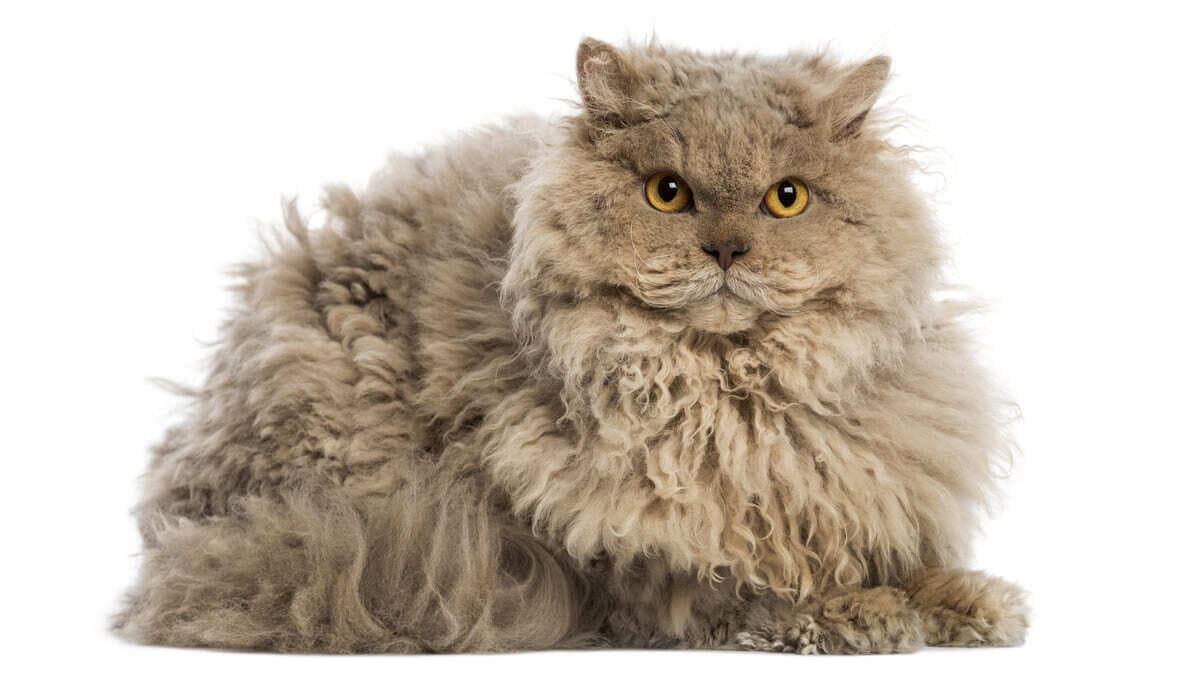 Selkirk Rex Kedi Cinsi Özellikleri, Beslenmesi ve Bakım Önerileri
