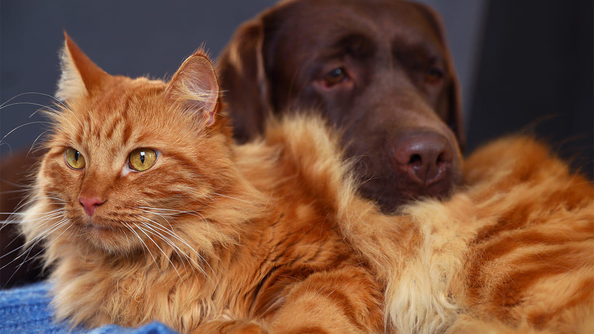 Taurin Nedir? Kediler ve Köpekler için Faydaları