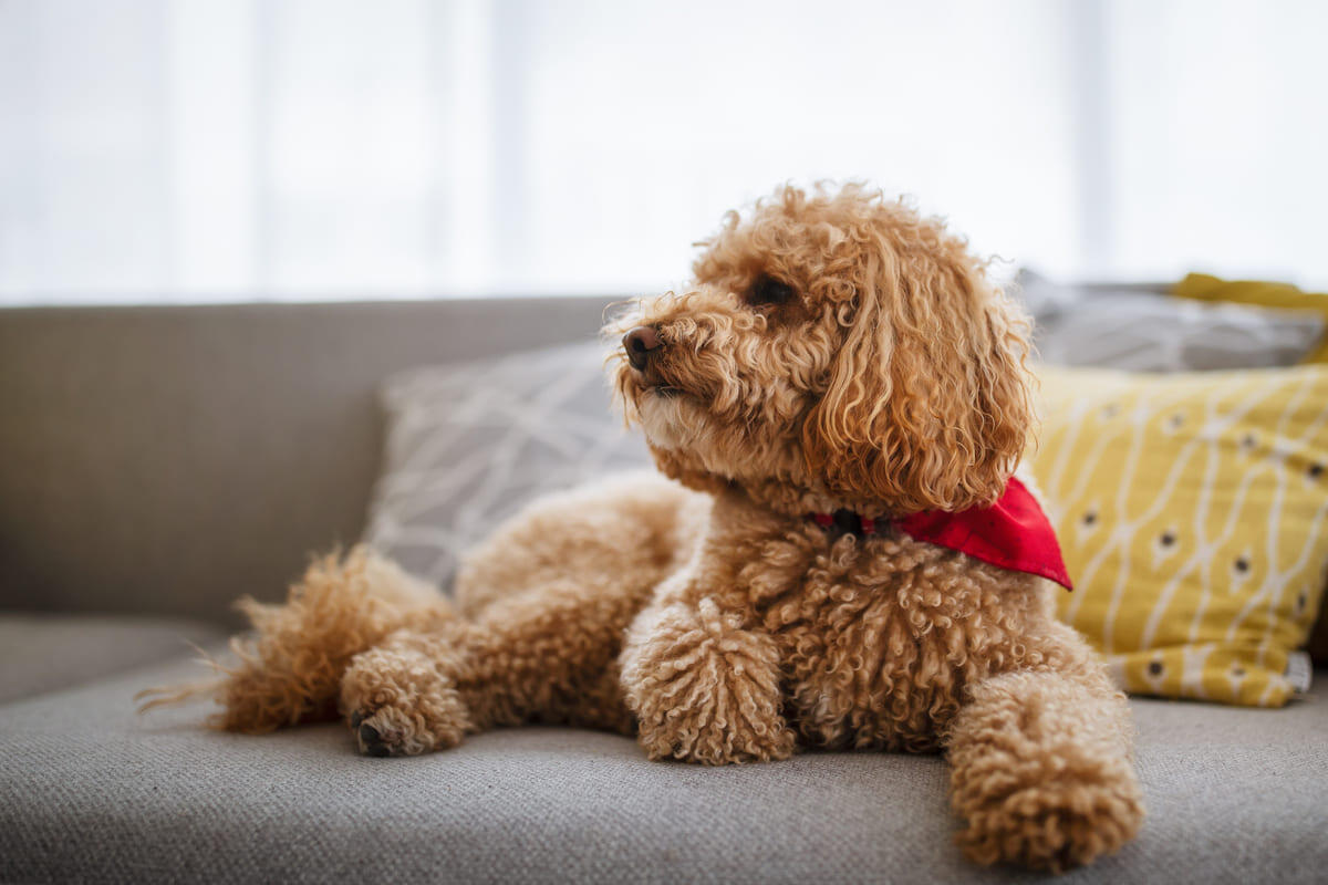 Toy Poodle Köpek Irkı Bakımı, Beslenmesi ve Özellikleri