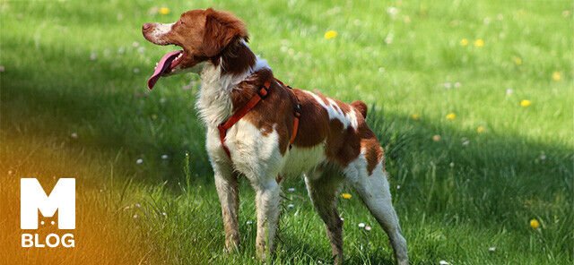 Bretonya Epanyölü Irkı Özellikleri ve Bakımı Rehberi