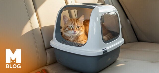 Kedilerle Uzun Yolculukta Tuvalet Sorunu