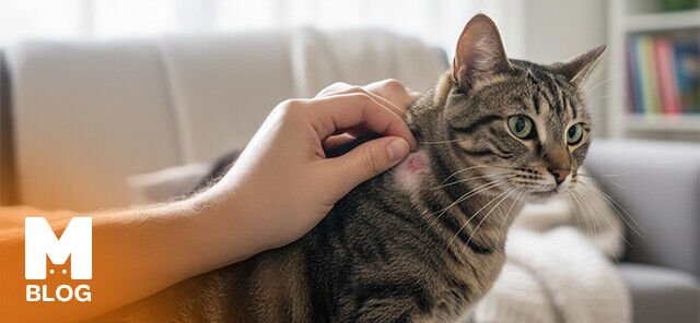 Kedilerde Mantar Aşısı Yan Etkileri Nelerdir?
