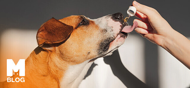 Köpeğinizin Sağlığı İçin Vitamin ve Takviye Ürünleri