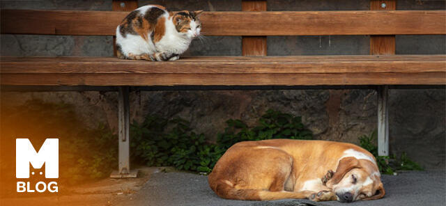 4 Nisan Dünya Sokak Hayvanları Günü: Patili Dostlarımız İçin Farkındalık Zamanı