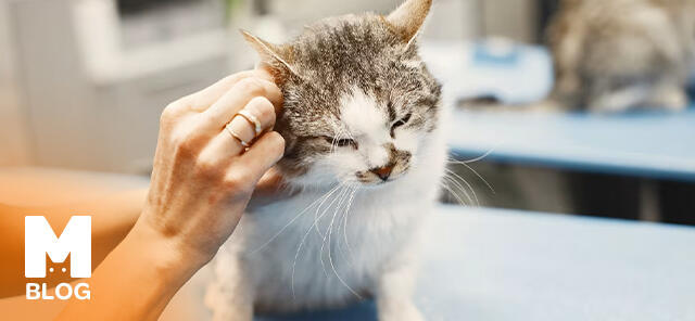 Kedilerde Kulak Uyuzu: Belirtileri ve Tedavi Yöntemleri