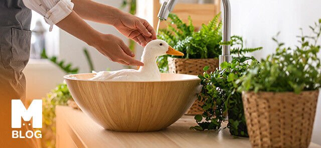 Evde Ördek Bakımı Nasıl Olmalı?