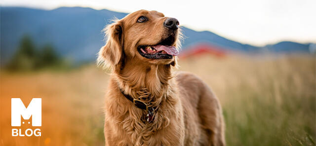 Köpek Özellikleri Nelerdir?