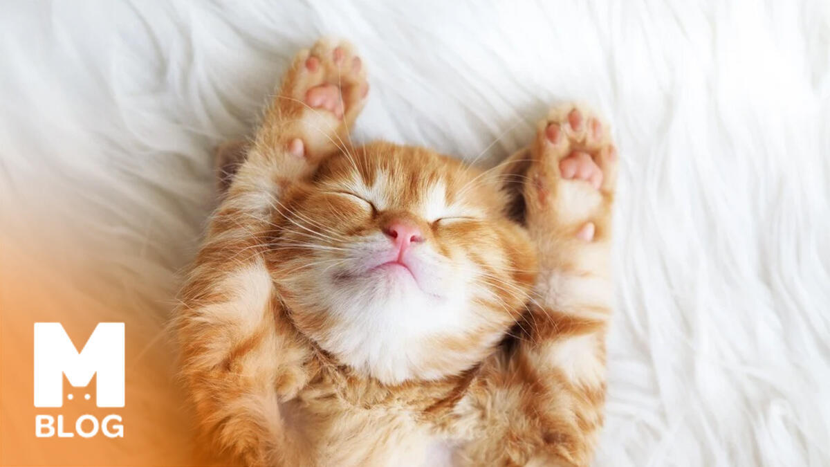 Kedilerin Yatış Şekilleri ve Anlamları: Patili Dostlarımızın 10 Gizli Uyku Dili