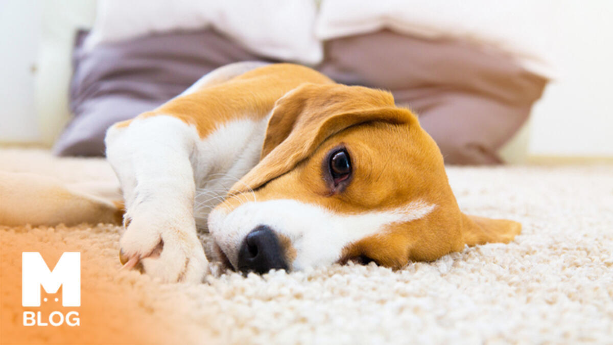 Köpeklerde Gençlik Hastalığı İyileşir mi?