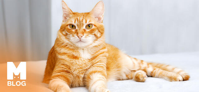 Sarman Kedi Özellikleri ve Bakımı