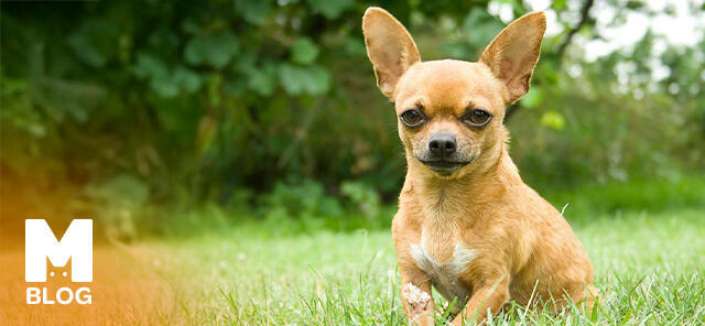 Fino Köpek Cinsleri