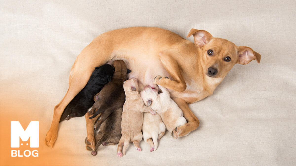Emziren Köpek Nasıl Beslenir?