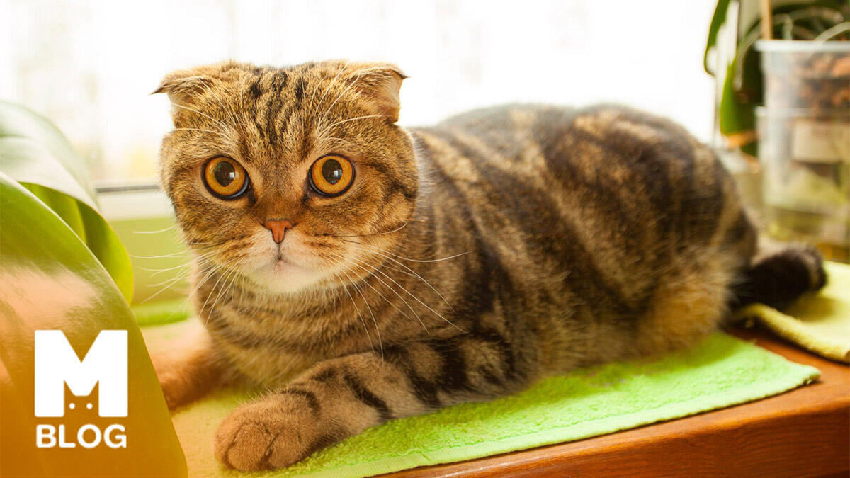Marjinal Dişi Kedi İsimleri