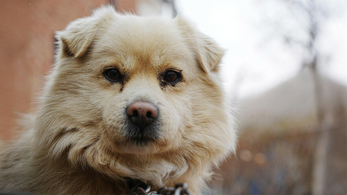 Akbaş Köpek Irkı Hakkında Bilmeniz Gerekenler