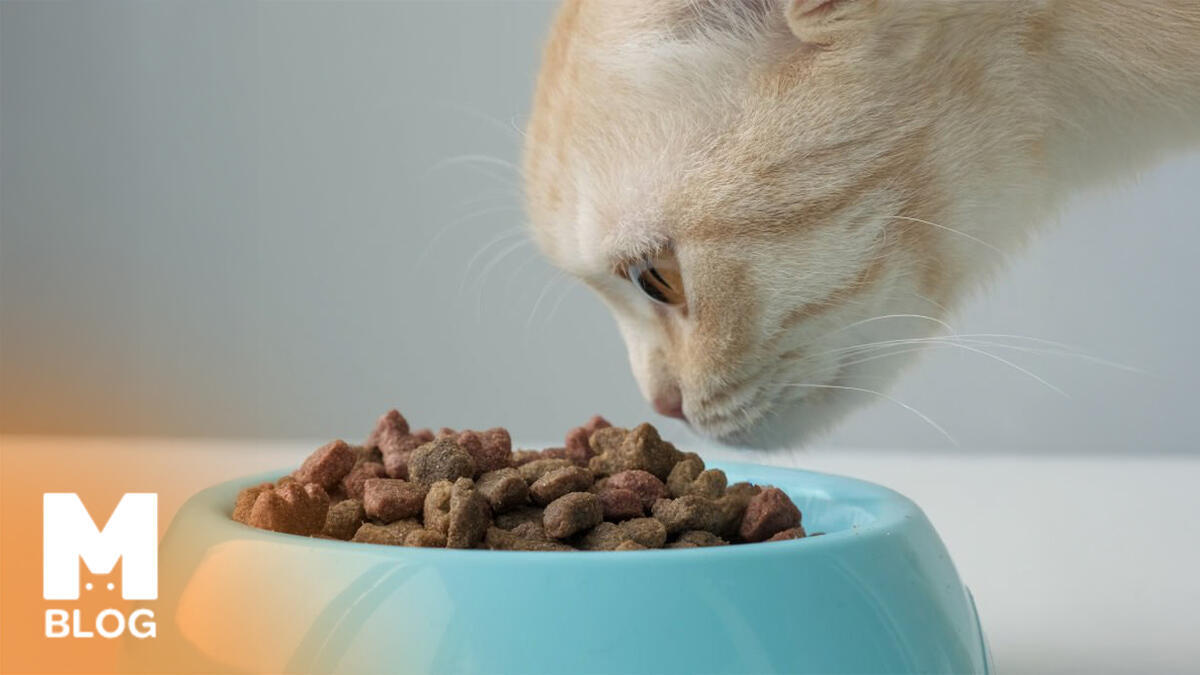 Kedi Alerjisiyle Mücadelede Yeni Dönem: Alerjen Azaltan Kedi Maması