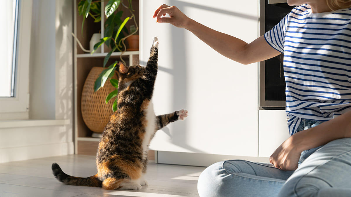  En Güzel Dişi ve Erkek Kedi İsimleri (2026 Kapsamlı Liste) 