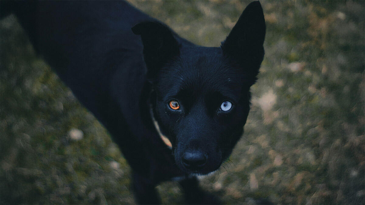 İki Farklı Göz Rengine Sahip Olan Köpek Irkları