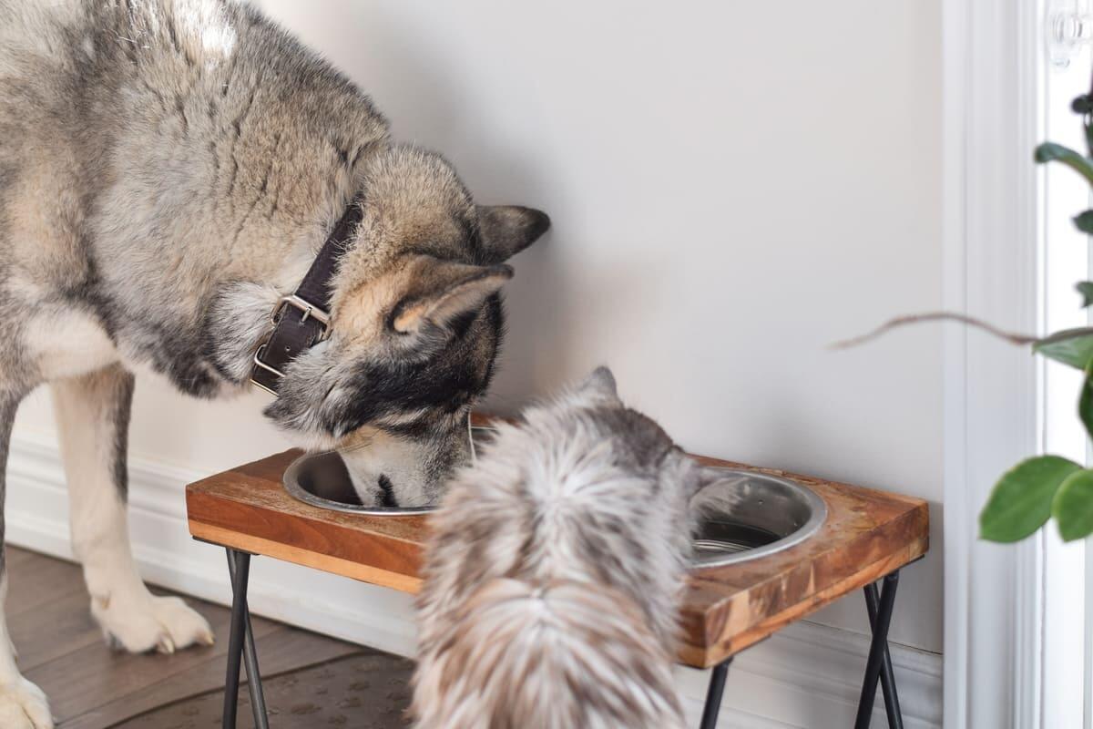 Kedi ve Köpeklerde Dehidrasyon: Belirtileri, Nedenleri ve Tedavisi