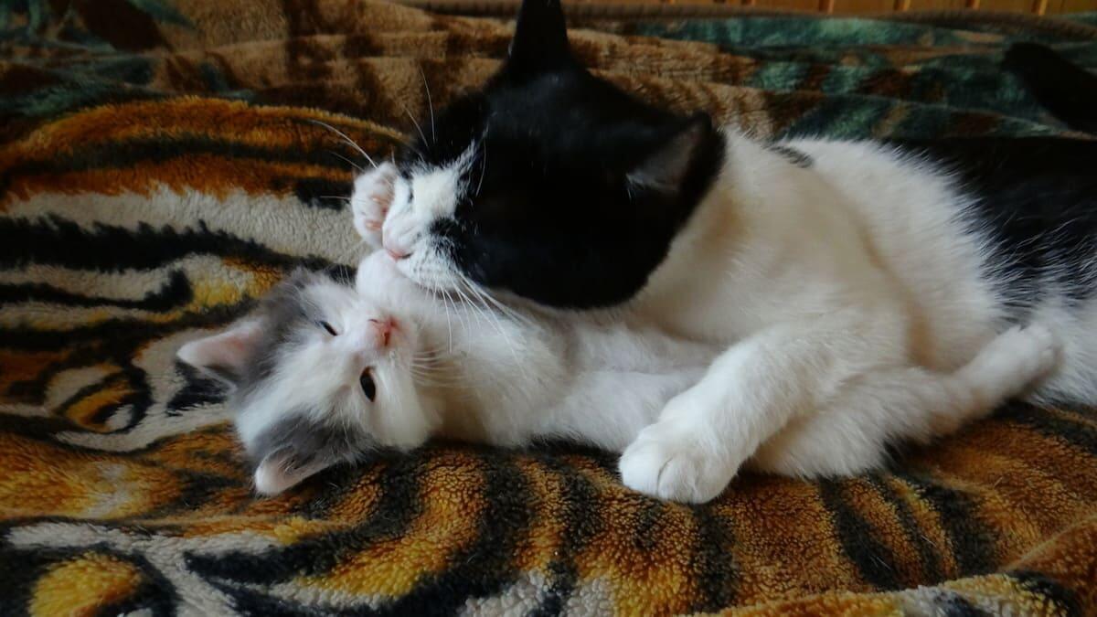 Kedi Yaşı Nasıl Hesaplanır? Kedi İnsan Yaşı Hesaplama