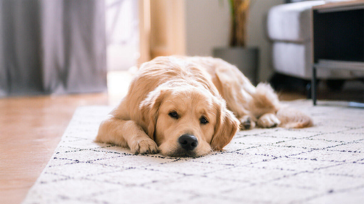 Köpekler de Regl Olur mu?