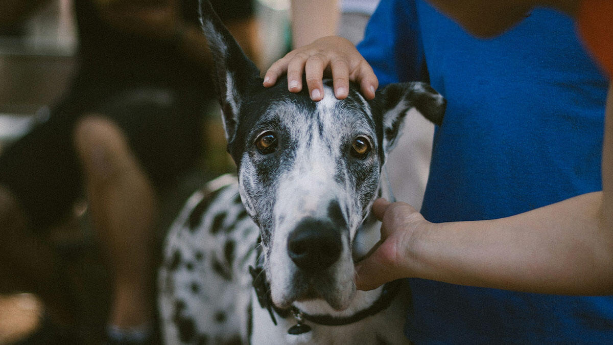 Köpeklerde Egzama: Tedavisi, Belirtileri ve Çözümleri