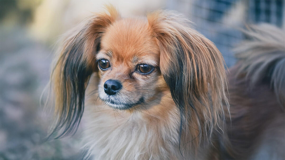 Pekinez (Pekingese) Köpek Irkı Özellikleri ve Bakımı
