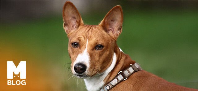 Basenji Köpeği: Özellikleri ve Bakımı Hakkında Bilmeniz Gerekenler