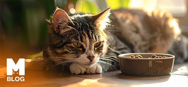 Hayvanlarda Salmonella Belirtileri