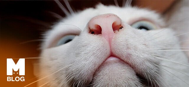 Kedi Burnunda Siyah Sümük Neden Olur?
