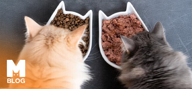 Ne Sıklıkla Yaş Mama Vermeliyiz?