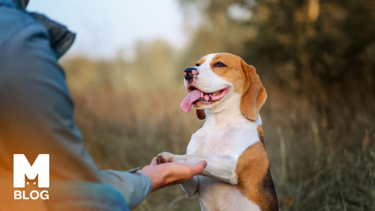 Köpek Temel Komut Eğitimi