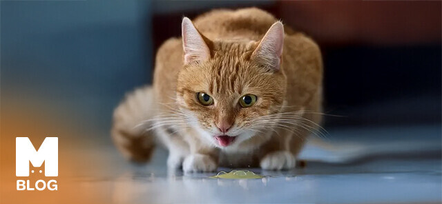 Kediler Neden Kusar?