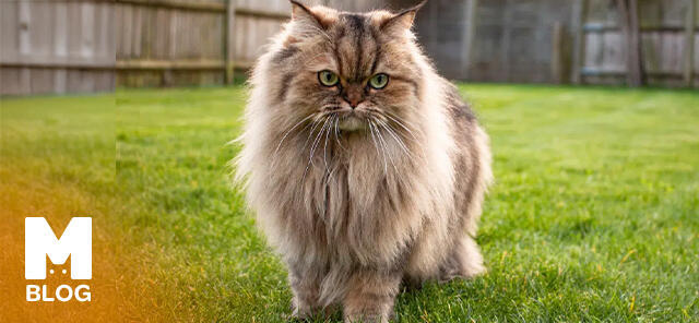 Chinchilla Kedisi Bakımı ve Özellikleri