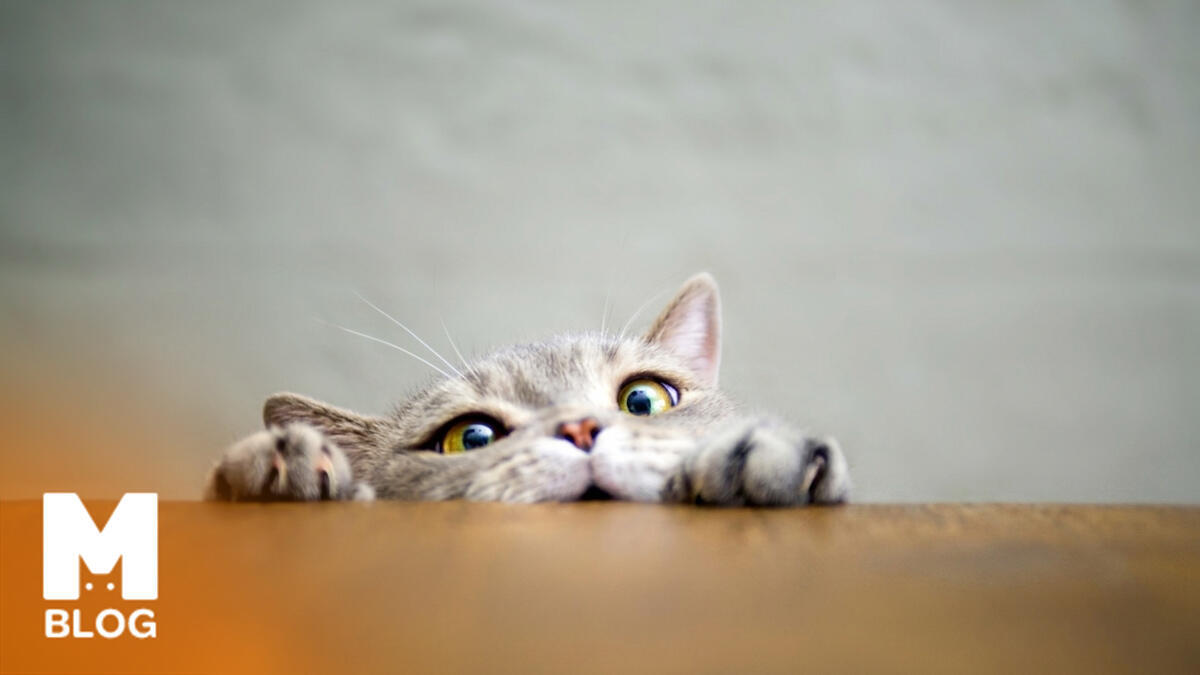 En Popüler Kedi İsimleri