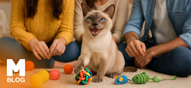Tonkinese Kedisi: Özellikleri, Karakteri ve Bakımı