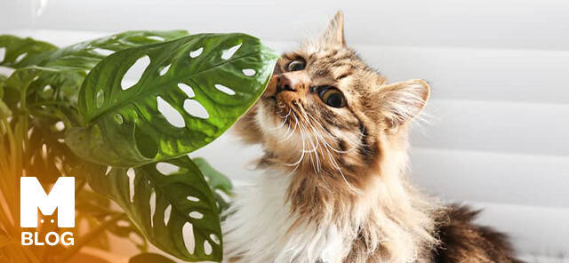 Kedi Dostu Bitkiler Nelerdir?