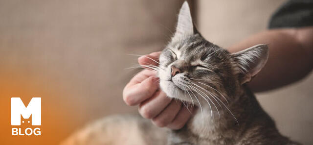 11 Nisan Evcil Hayvan Günümüz Kutlu Olsun