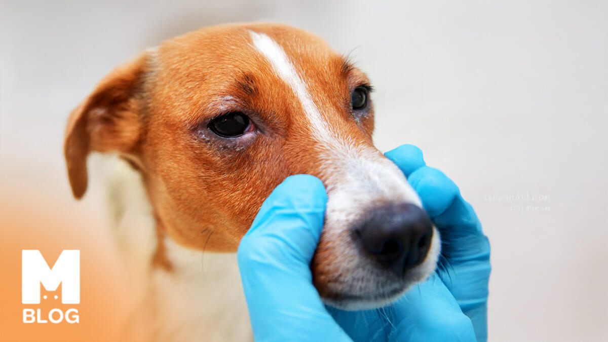 Köpeğimin Gözü Akıyor, Ne Yapmalıyım? Köpeklerde Göz Akıntısı Nedenleri ve Tedavisi