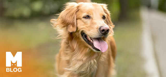 Golden Retriever Bakımı ve Özellikleri