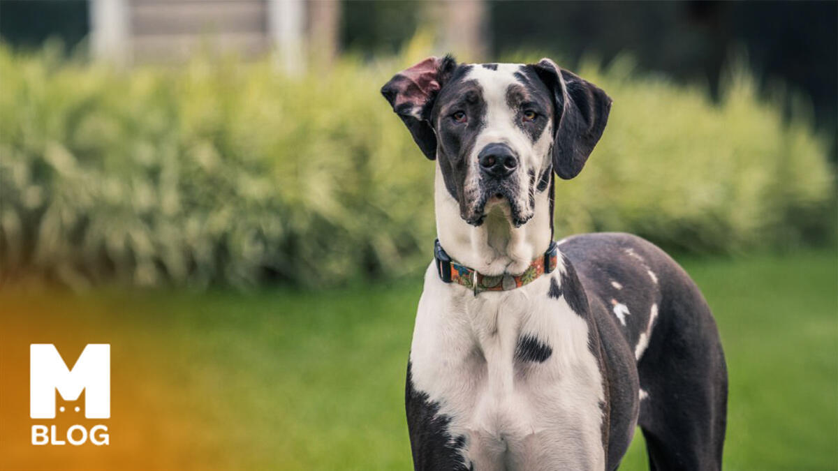 Dünyanın En Büyük 5 Köpek Cinsi