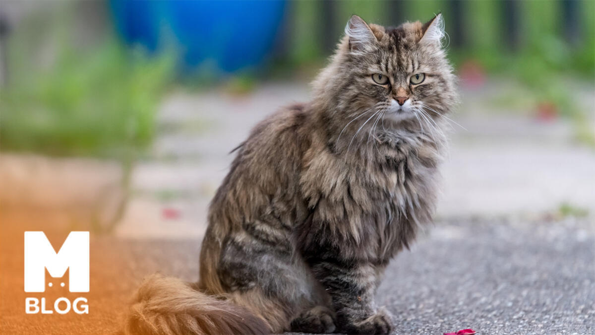 Ragamuffin Kedisi Özellikleri ve Bakımı
