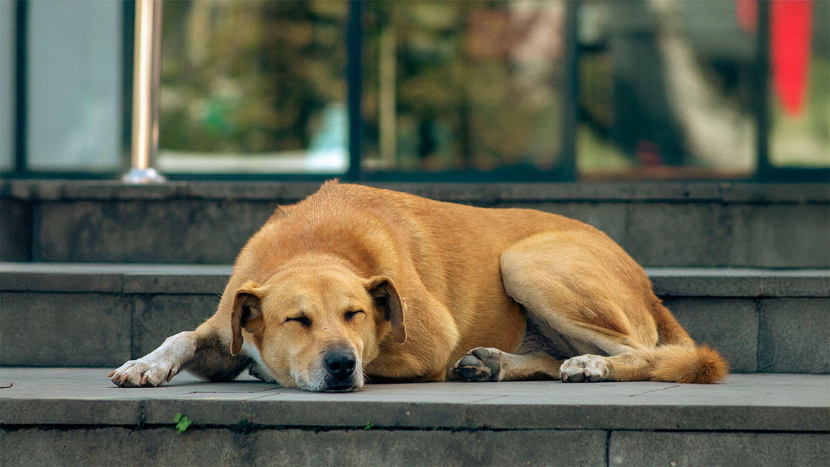 Tüylü Dostlarımız Köpeklerin Uyuma Şekilleri ve Anlamları