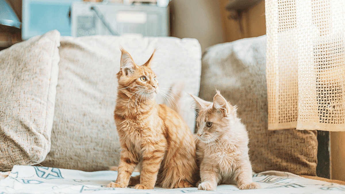 Yetişkin Bir Kedi mi Yoksa Yavru Bir Kedi mi Sahiplenmeliyim?