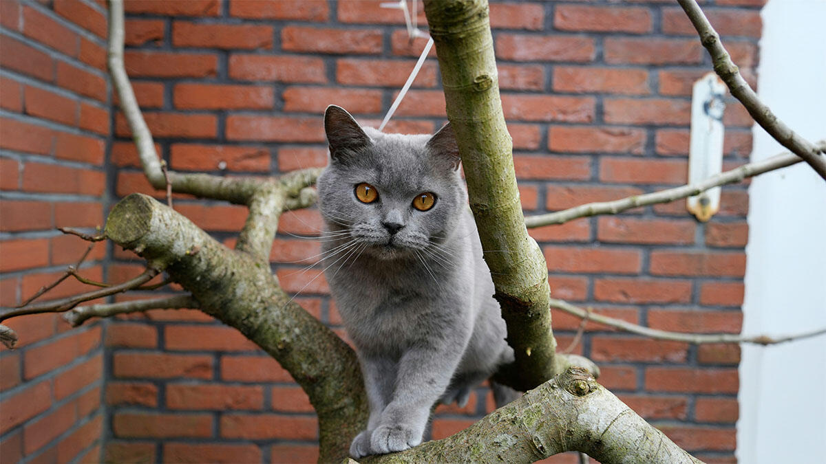 British Shorthair Özellikleri ve Bakımı