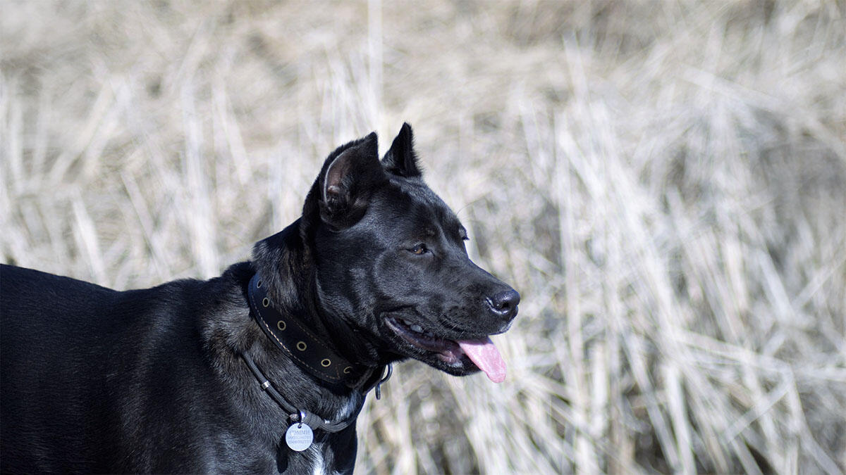 Cane Corso Bakımı ve Özellikleri